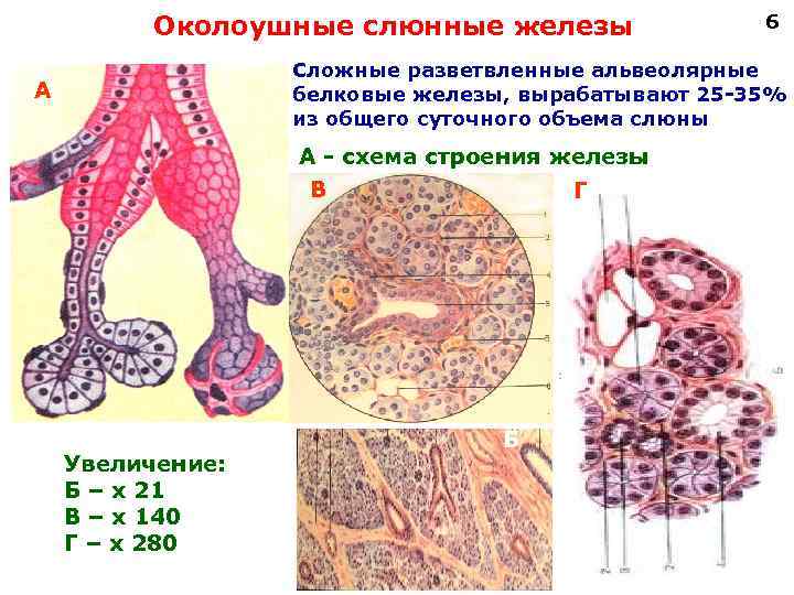  Околоушные слюнные железы 6 Сложные разветвленные альвеолярные А белковые железы, вырабатывают 25 -35%