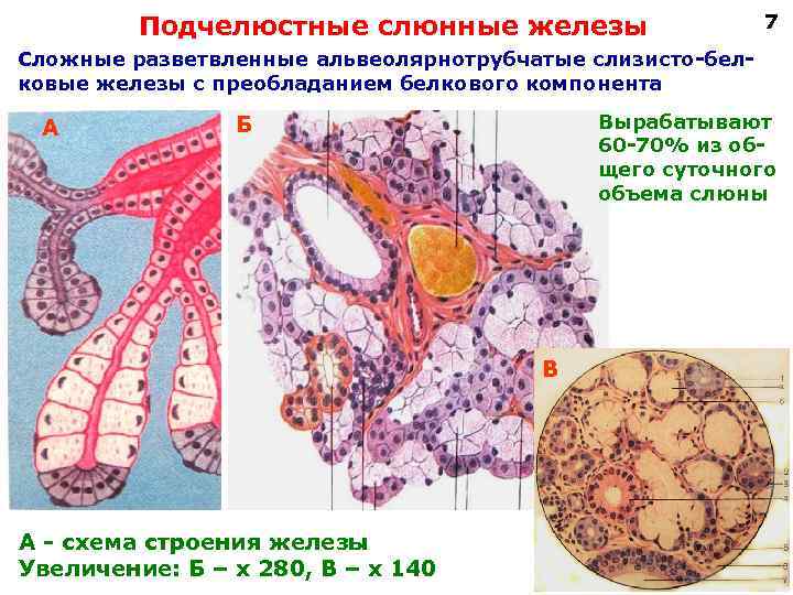  Подчелюстные слюнные железы 7 Сложные разветвленные альвеолярнотрубчатые слизисто-бел- ковые железы с преобладанием белкового