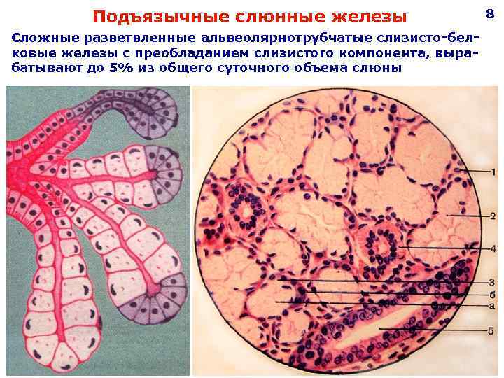  Подъязычные слюнные железы 8 Сложные разветвленные альвеолярнотрубчатые слизисто-бел- ковые железы с преобладанием слизистого