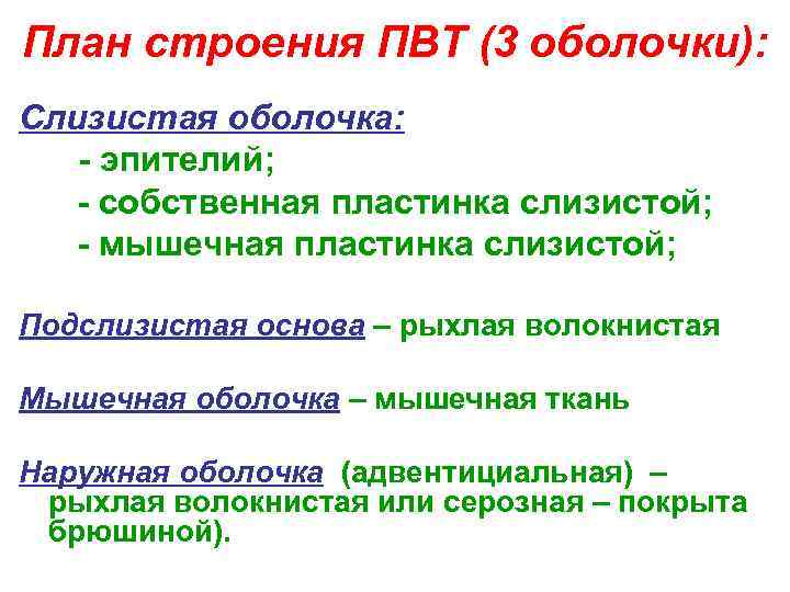 План строения ПВТ (3 оболочки): Слизистая оболочка: - эпителий; - собственная пластинка слизистой; -