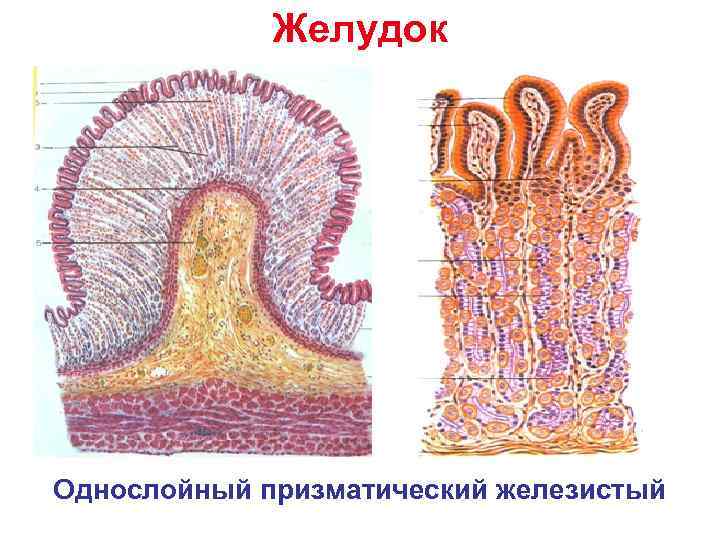  Желудок Однослойный призматический железистый 