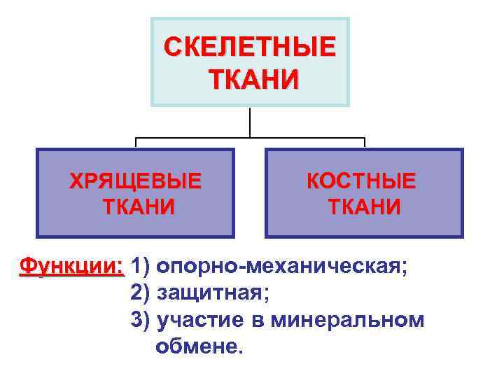  СКЕЛЕТНЫЕ ТКАНИ ХРЯЩЕВЫЕ КОСТНЫЕ ТКАНИ Функции: 1) опорно-механическая; 2) защитная; 3) участие в