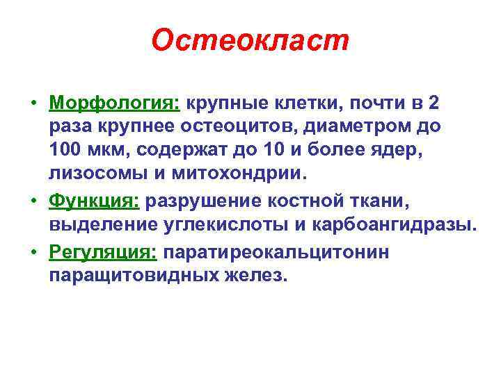 Остеоциты функции. Остеокласты функции. Функции остеокласта функции. Источник развития остеоцитов.