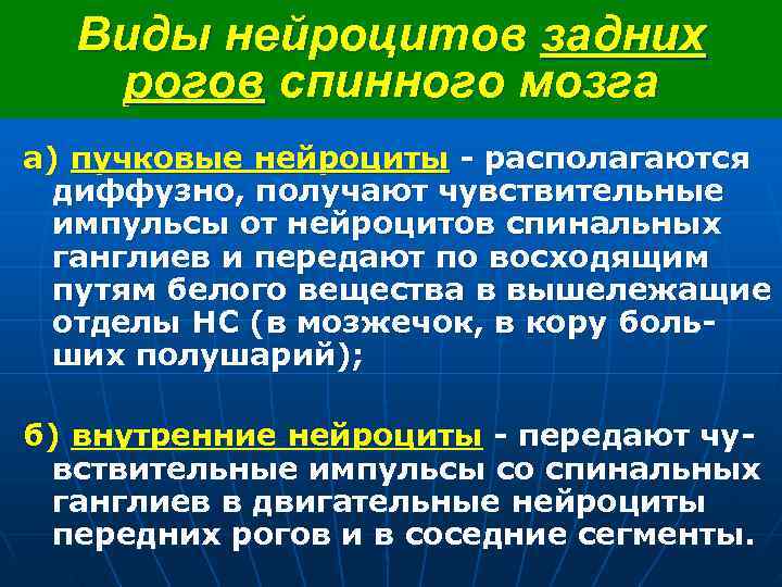  Виды нейроцитов задних рогов спинного мозга а) пучковые нейроциты - располагаются диффузно, получают