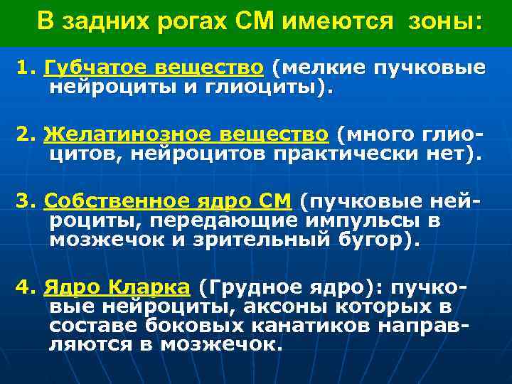  В задних рогах СМ имеются зоны: 1. Губчатое вещество (мелкие пучковые нейроциты и