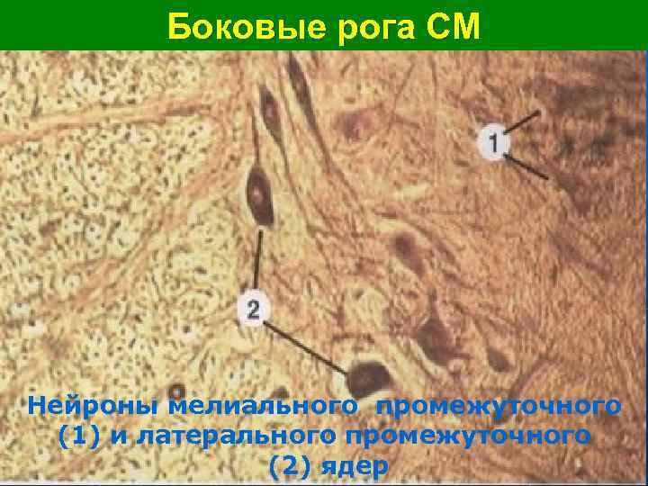  Боковые рога СМ Нейроны мелиального промежуточного (1) и латерального промежуточного (2) ядер 