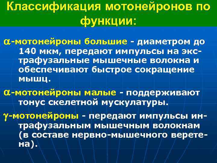 Классификация мотонейронов по функции: -мотонейроны большие - диаметром до 140 мкм, передают импульсы на