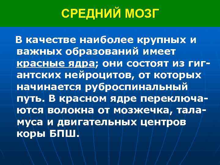  СРЕДНИЙ МОЗГ В качестве наиболее крупных и важных образований имеет красные ядра; они