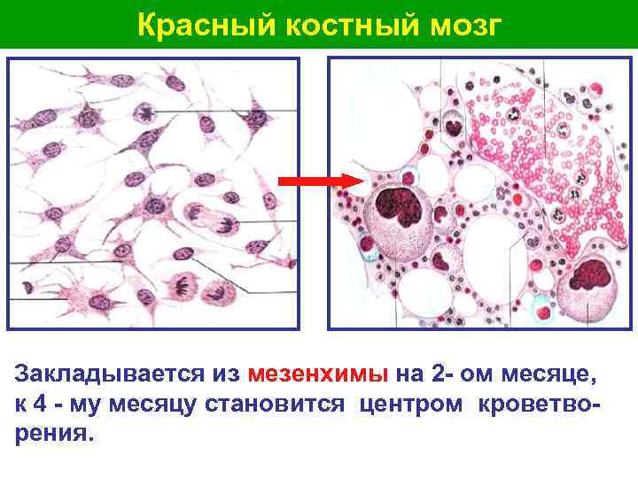 Красный костный мозг Закладывается из мезенхимы на 2 - ом месяце, к 4