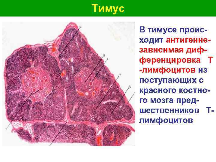 Тимус В тимусе проис- ходит антигенне- зависимая диф- ференцировка Т -лимфоцитов из поступающих с