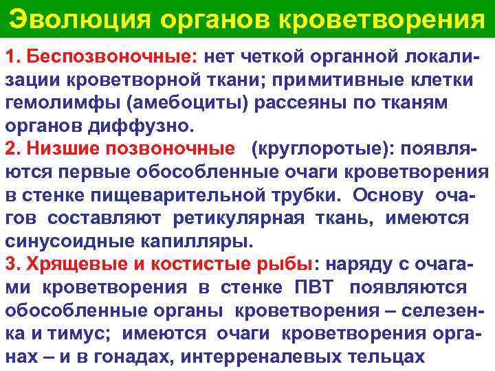 Эволюция органов кроветворения 1. Беспозвоночные: нет четкой органной локали- зации кроветворной ткани; примитивные клетки