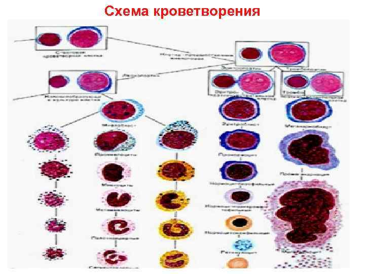 Схема кроветворения по и л черткову и а и воробьеву