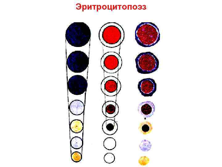 Эритроцитопоэз 