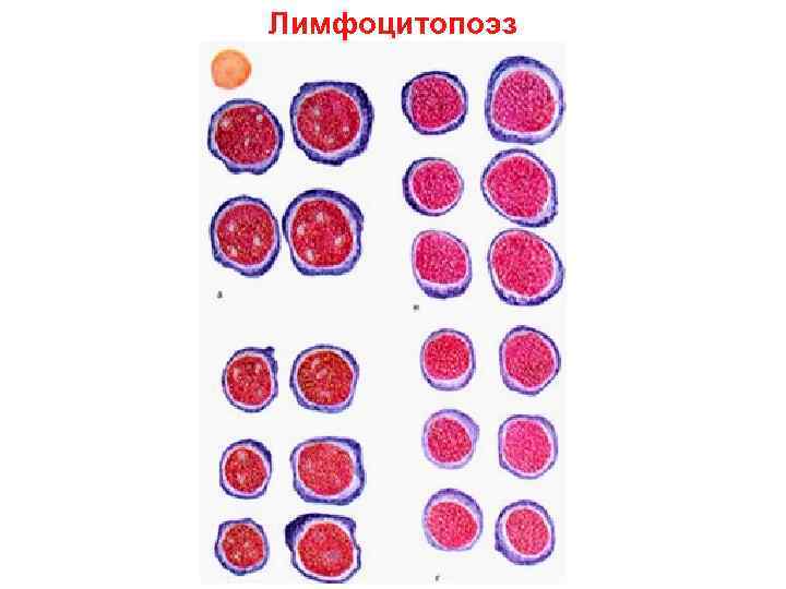 Лимфоцитопоэз 