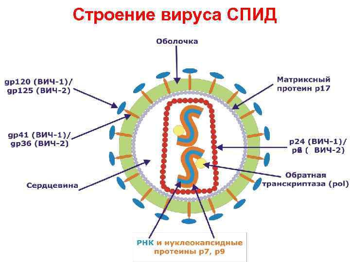 Строение вируса СПИД 