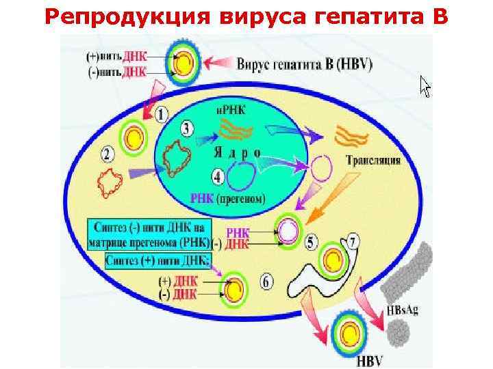 Репродукция вируса гепатита В 