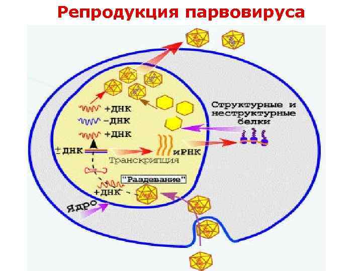 Репродукция парвовируса 