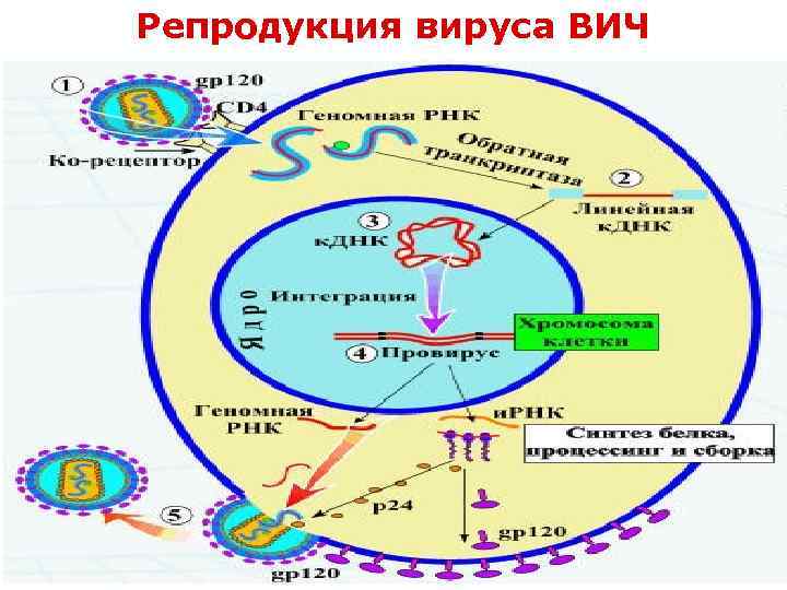 Репродукция вируса ВИЧ 