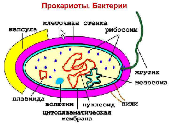 Прокариоты. Бактерии 