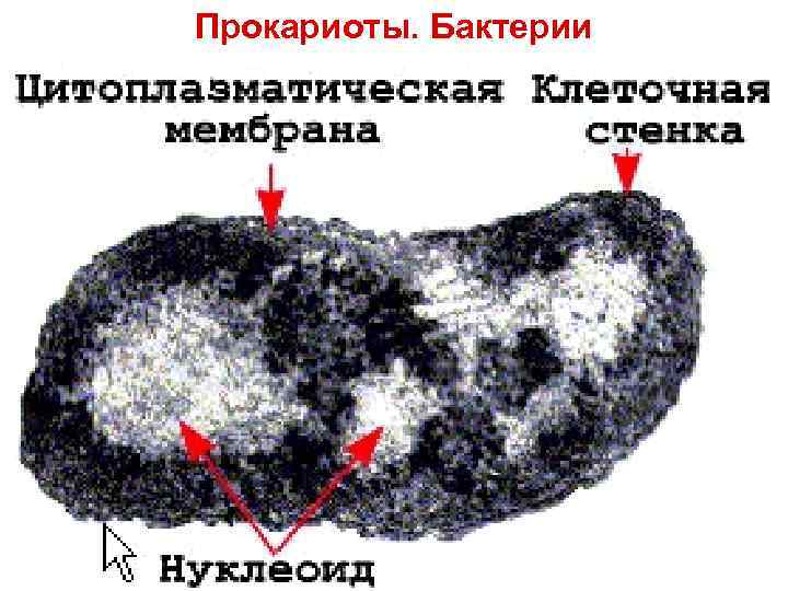 Прокариоты. Бактерии 