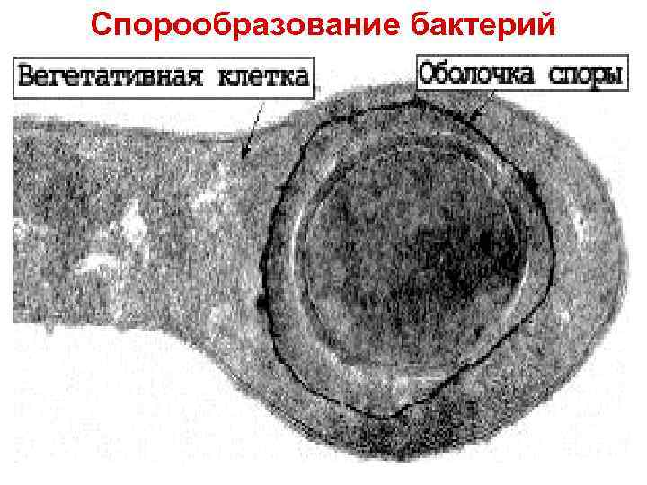 Спорообразование бактерий 