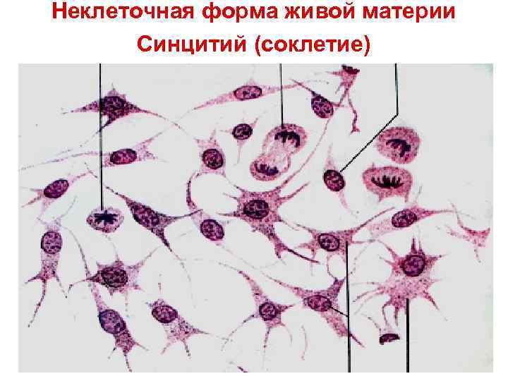 Неклеточная форма живой материи Синцитий (соклетие) 