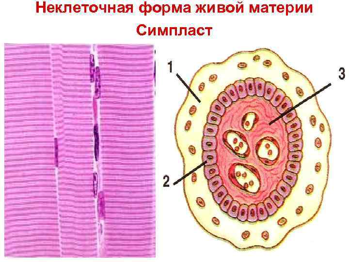 Неклеточная форма живой материи Симпласт 