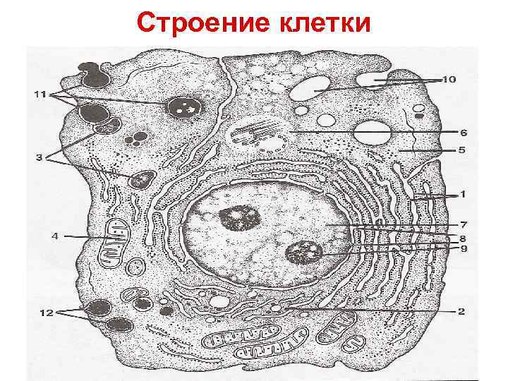 Строение клетки 