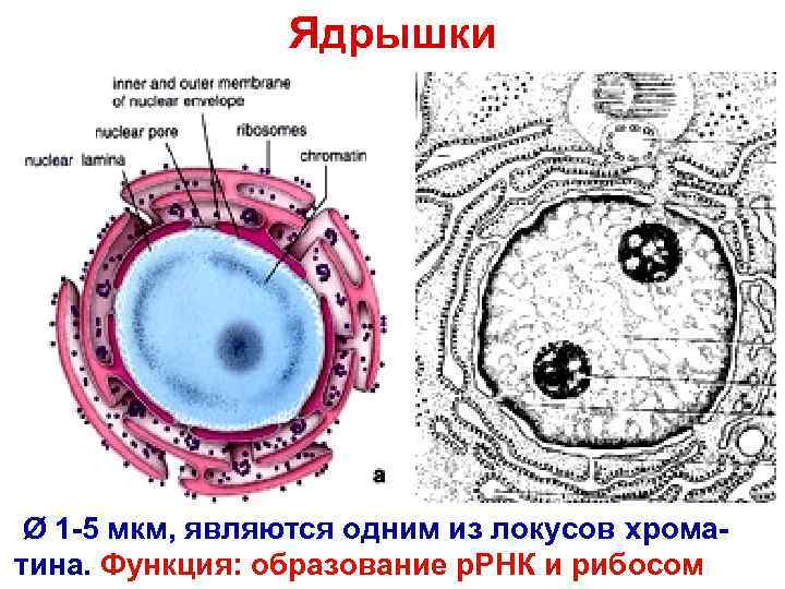  Ядрышки Ø 1 -5 мкм, являются одним из локусов хрома- тина. Функция: образование