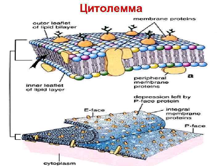 Цитолемма 