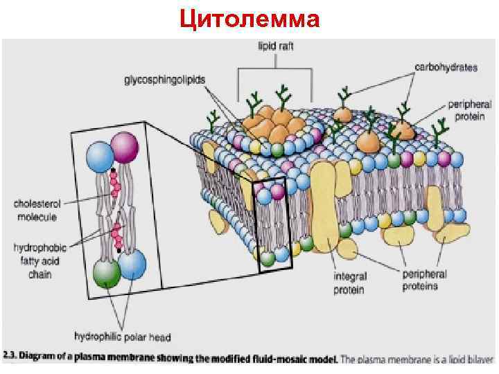 Цитолемма 