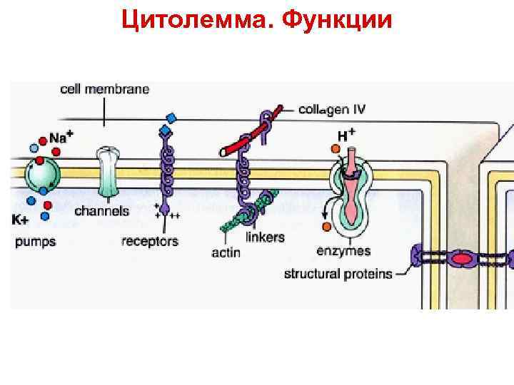 Цитолемма. Функции 