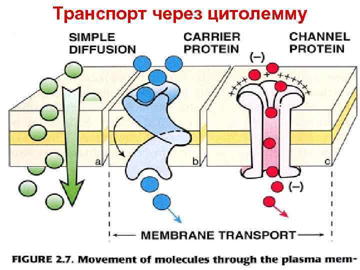 Транспорт через цитолемму 