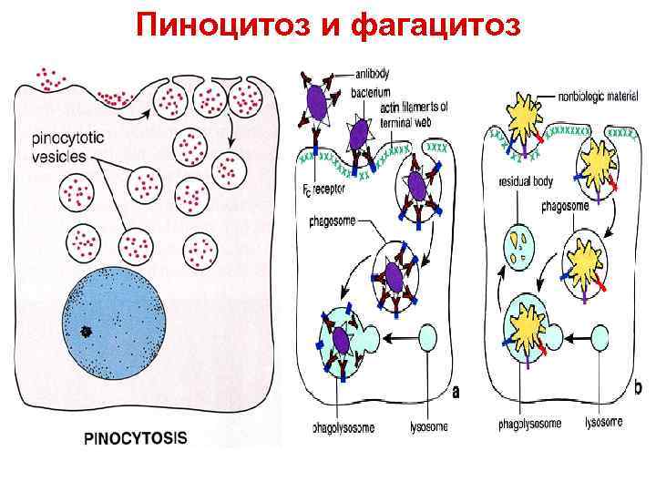 Пиноцитоз и фагацитоз 