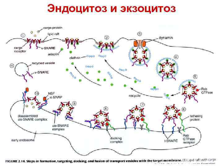 Эндоцитоз и экзоцитоз 