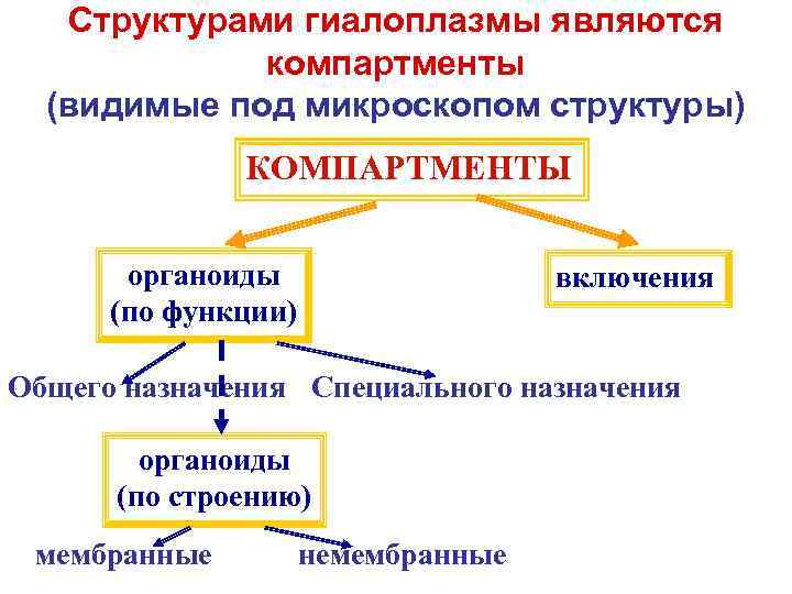  Структурами гиалоплазмы являются компартменты (видимые под микроскопом структуры) КОМПАРТМЕНТЫ органоиды включения (по функции)