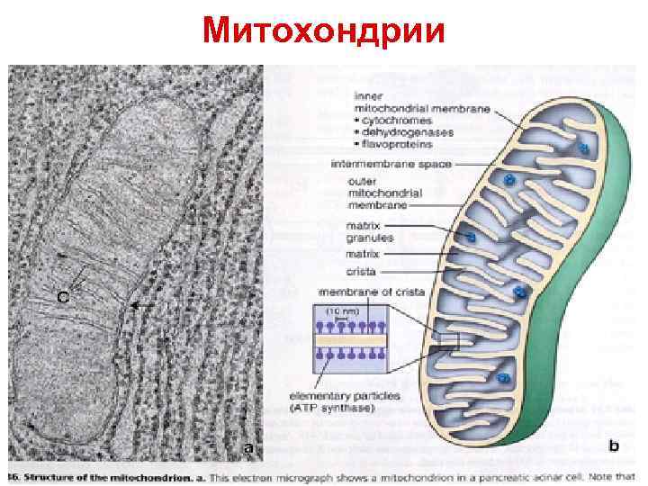 Митохондрии 