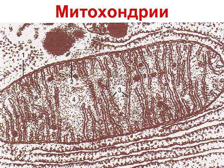 Митохондрии 