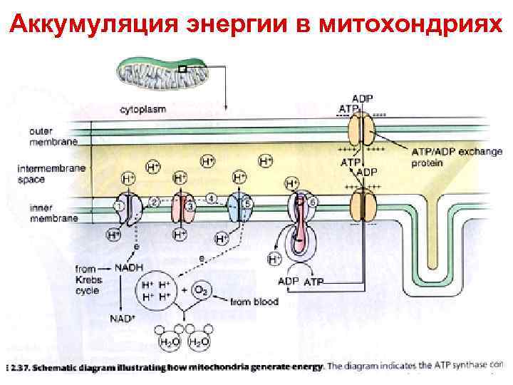 Аккумуляция энергии в митохондриях 