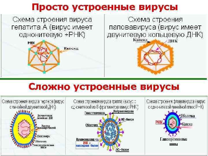 Просто устроенные вирусы Сложно устроенные вирусы 