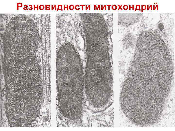 Разновидности митохондрий 