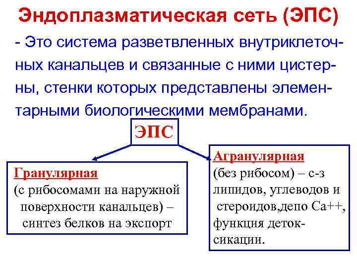 Эндоплазматическая сеть (ЭПС) - Это система разветвленных внутриклеточ- ных канальцев и связанные с ними