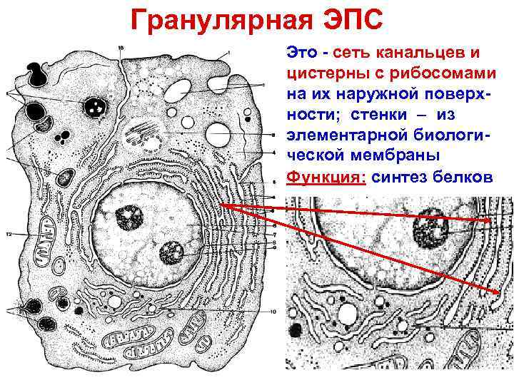 Гранулярная ЭПС Это - сеть канальцев и цистерны с рибосомами на их наружной поверх-