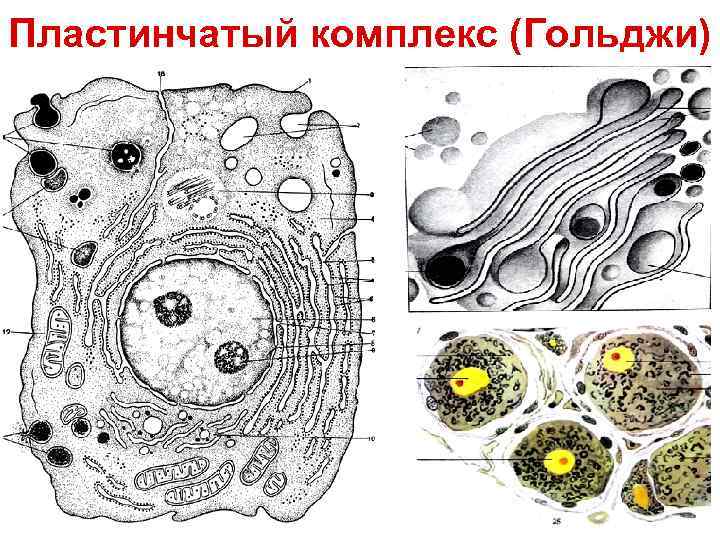 Пластинчатый комплекс (Гольджи) 