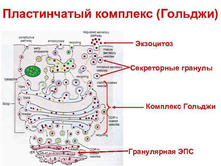 Пластинчатый комплекс (Гольджи) Экзоцитоз Секреторные гранулы Комплекс Гольджи Гранулярная ЭПС 