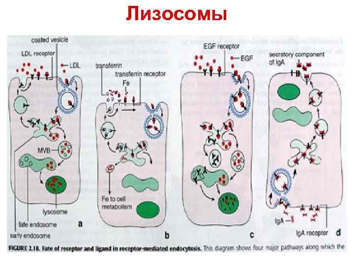 Лизосомы 