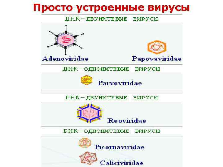 Просто устроенные вирусы 