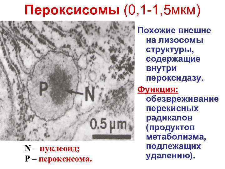 Пероксисомы (0, 1 -1, 5 мкм) Похожие внешне на лизосомы структуры, содержащие внутри пероксидазу.