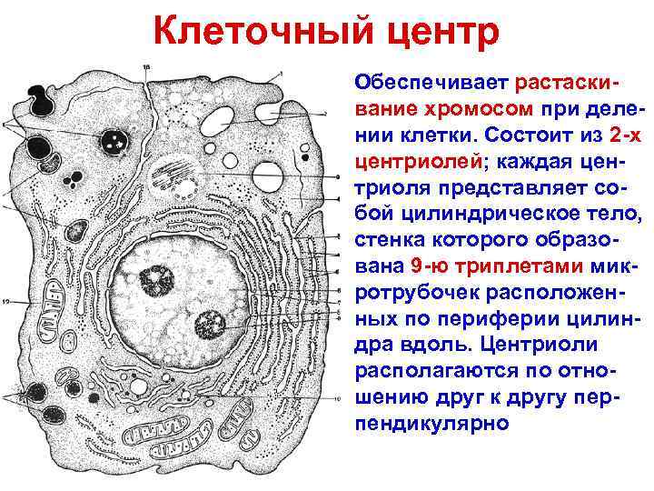 Клеточный центр Обеспечивает растаски- вание хромосом при деле- нии клетки. Состоит из 2 -х