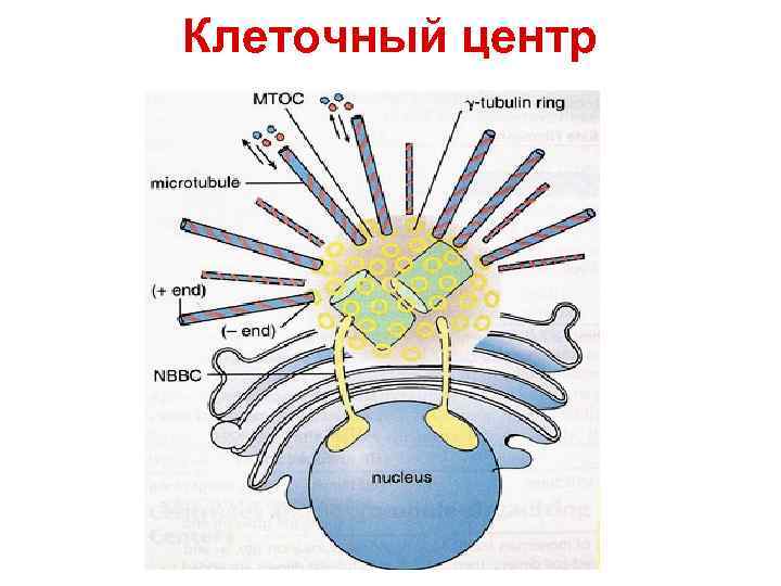 Центр клетки 4